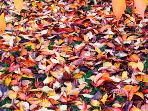 Autumn at Hinton Ampner